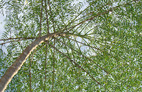 Moringa.jpg