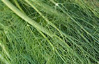 Fennel.jpg