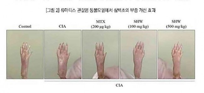 삼백초 그림.jpg