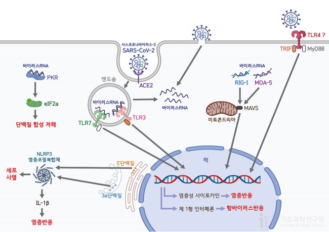 면역이다하1.jpg