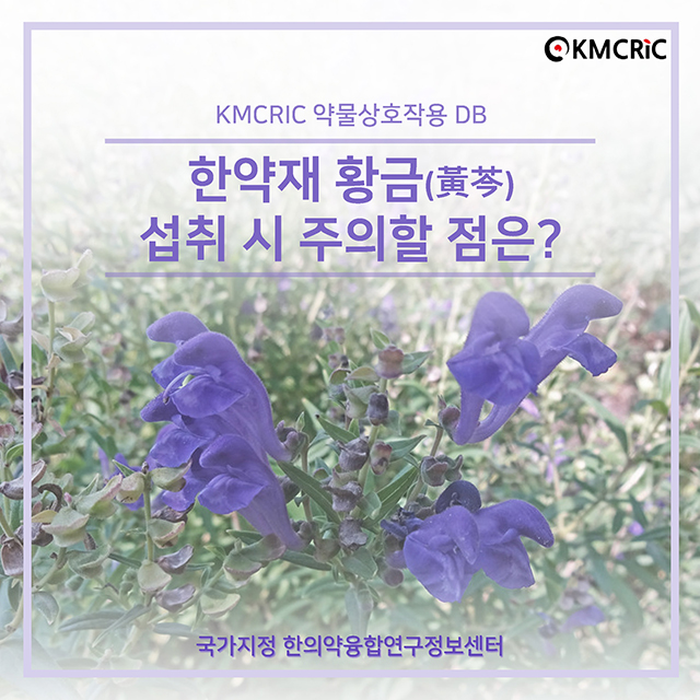 cardnews 약물상호작용 한약재 황금 섭취 시 주의할 점은-한글_페이지_1.jpg