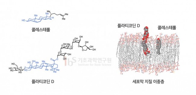 4_플라티코딘 4_플라티코딘.jpg
