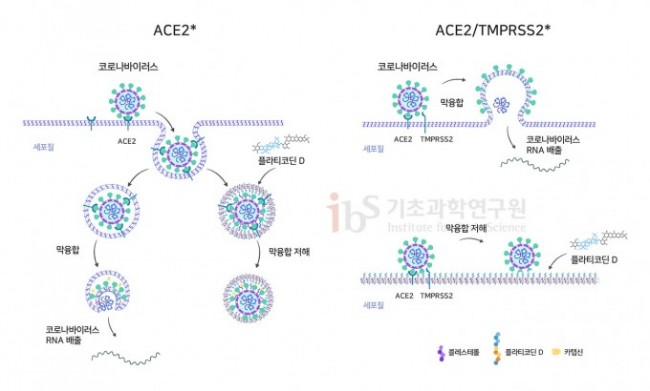 5_플라티코딘 5_플라티코딘.jpg