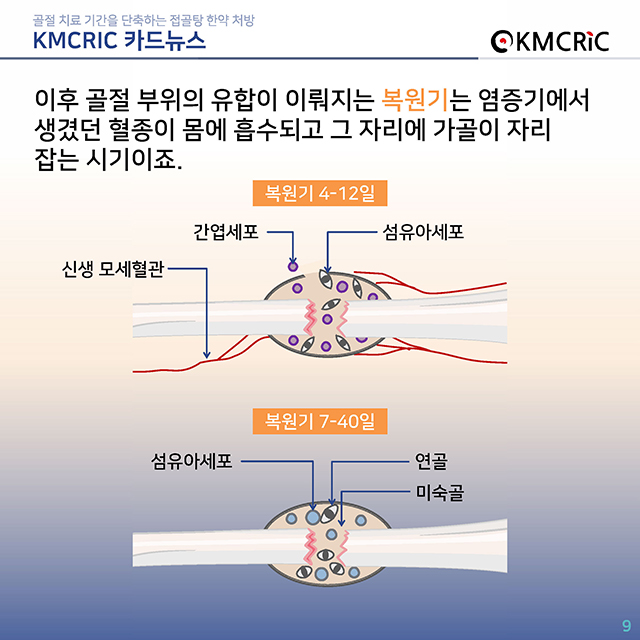 0072 cardnews-골절 치료 기간을 단축하는 접골탕 한약 처방-한글_페이지_09.jpg