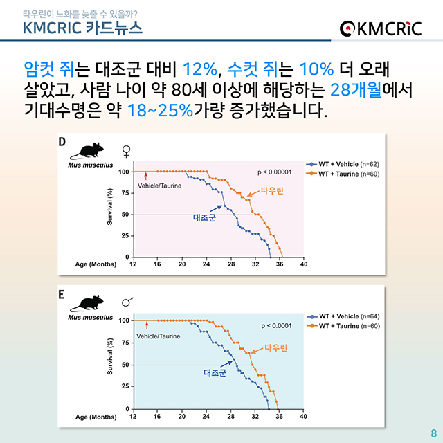 0074 cardnews-타우린이 노화를 늦출 수 있을까-한글_페이지_08.jpg