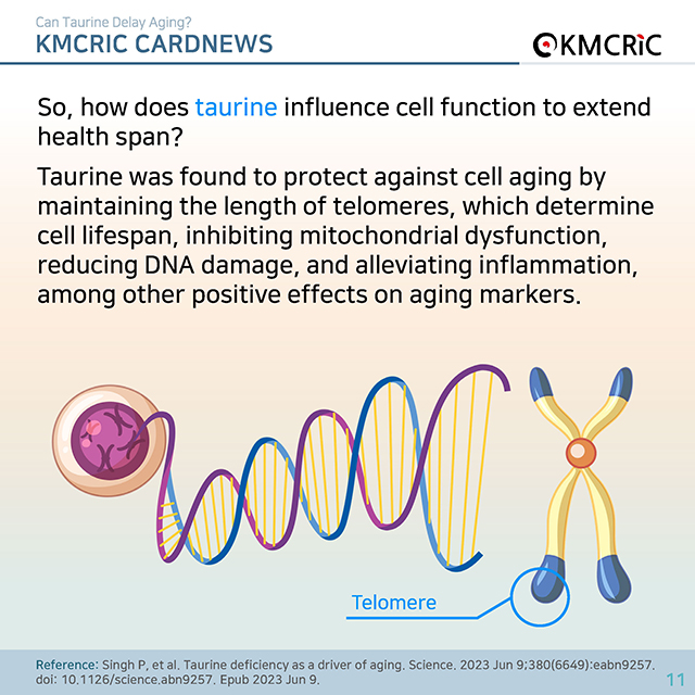 0074 cardnews-타우린이 노화를 늦출 수 있을까-영어_페이지_11.jpg
