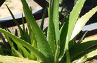 Aloe