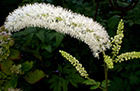 Black cohosh