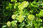 Bupleurum