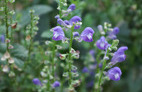 Baikal skullcap