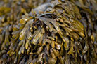 Bladderwrack
