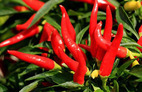 Cayenne