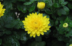 Chrysanthemum