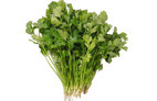 Cilantro