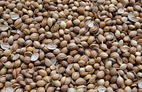 Coriander