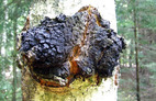 Chaga