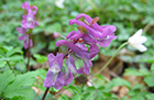 Corydalis