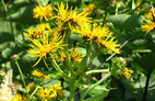 Elecampane