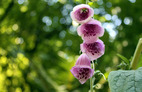 Foxglove