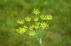 Fennel 