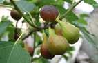 Fig