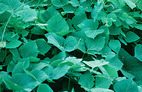 Kudzu