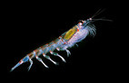 Krill oil