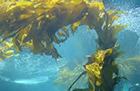 Kelp