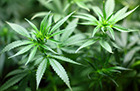 Marijuana