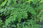 Moringa