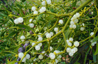 Mistletoe