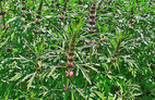 Motherwort