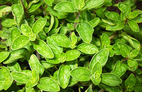 Oregano