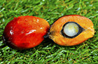 Palm oil