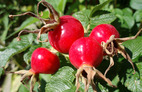 Rose hip