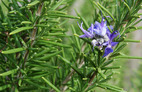 Rosemary
