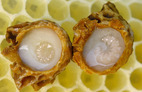 Royal Jelly