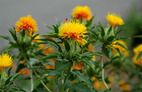 Safflower
