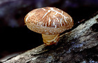 Shiitake