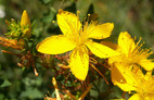 St. John's wort 