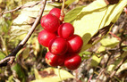 Schisandra