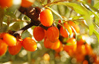 Sea buckthorn