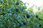 Siberian ginseng