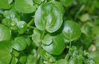 Watercress